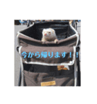 日常で使えるフェレットちゃん（個別スタンプ：7）