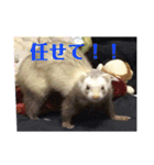 日常で使えるフェレットちゃん（個別スタンプ：10）