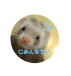 日常で使えるフェレットちゃん（個別スタンプ：12）