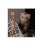 日常で使えるフェレットちゃん（個別スタンプ：13）