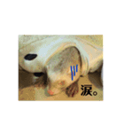 日常で使えるフェレットちゃん（個別スタンプ：15）