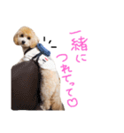 マルプーまっしゅの日常スタンプ（個別スタンプ：4）