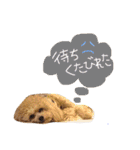 マルプーまっしゅの日常スタンプ（個別スタンプ：25）