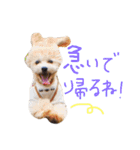 マルプーまっしゅの日常スタンプ（個別スタンプ：31）