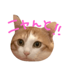 りんくんとゆりちゃんのスタンプ（個別スタンプ：1）