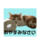 りんくんとゆりちゃんのスタンプ（個別スタンプ：8）