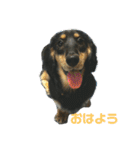 マロ好きのためのスタンプ！（個別スタンプ：1）