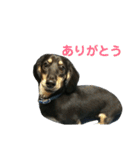 マロ好きのためのスタンプ！（個別スタンプ：7）