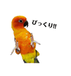 コガネメキシコインコのコガ（個別スタンプ：1）