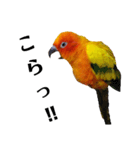 コガネメキシコインコのコガ（個別スタンプ：2）