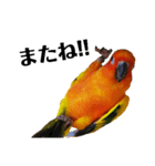コガネメキシコインコのコガ（個別スタンプ：3）