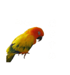 コガネメキシコインコのコガ（個別スタンプ：4）
