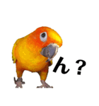 コガネメキシコインコのコガ（個別スタンプ：5）