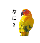 コガネメキシコインコのコガ（個別スタンプ：6）