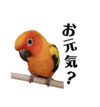 コガネメキシコインコのコガ（個別スタンプ：7）