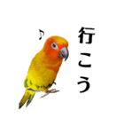 コガネメキシコインコのコガ（個別スタンプ：8）