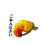 コガネメキシコインコのコガ（個別スタンプ：9）