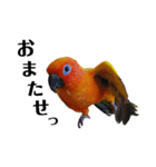 コガネメキシコインコのコガ（個別スタンプ：11）