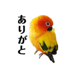 コガネメキシコインコのコガ（個別スタンプ：12）