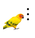 コガネメキシコインコのコガ（個別スタンプ：13）