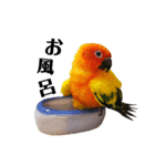 コガネメキシコインコのコガ（個別スタンプ：15）