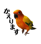 コガネメキシコインコのコガ（個別スタンプ：16）
