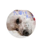 白くー×黒ゆずトイプー（個別スタンプ：7）