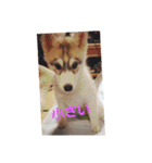 犬 らぶ2（個別スタンプ：3）