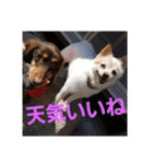 犬 らぶ2（個別スタンプ：4）