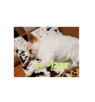 犬 らぶ2（個別スタンプ：5）