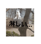 犬 らぶ2（個別スタンプ：6）