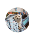 犬 らぶ2（個別スタンプ：7）