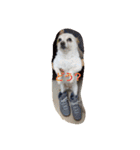犬 らぶ2（個別スタンプ：8）