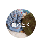 犬 らぶ2（個別スタンプ：11）