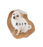 犬 らぶ2（個別スタンプ：13）