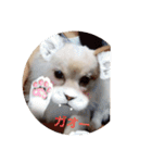 犬 らぶ2（個別スタンプ：15）
