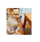 犬 らぶ2（個別スタンプ：16）