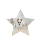 犬 らぶ2（個別スタンプ：18）