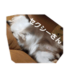 犬 らぶ2（個別スタンプ：19）