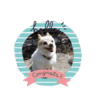 犬 らぶ2（個別スタンプ：21）