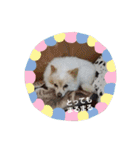 犬 らぶ2（個別スタンプ：23）