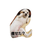 犬 らぶ2（個別スタンプ：24）