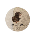 犬 らぶ2（個別スタンプ：26）
