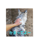 犬 らぶ2（個別スタンプ：28）