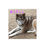 犬 らぶ2（個別スタンプ：29）