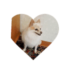 犬 らぶ2（個別スタンプ：32）