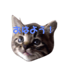 6匹の仔猫（個別スタンプ：1）