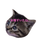6匹の仔猫（個別スタンプ：3）