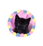 6匹の仔猫（個別スタンプ：4）