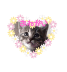 6匹の仔猫（個別スタンプ：5）